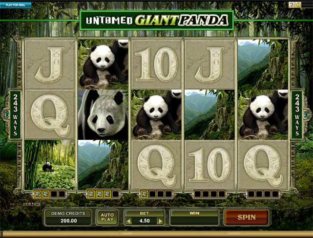 Untamed Giant Panda - FLASH PLAYER